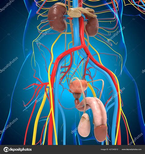 Anatomie Système Reproducteur Masculin Pour Concept Médical ...
