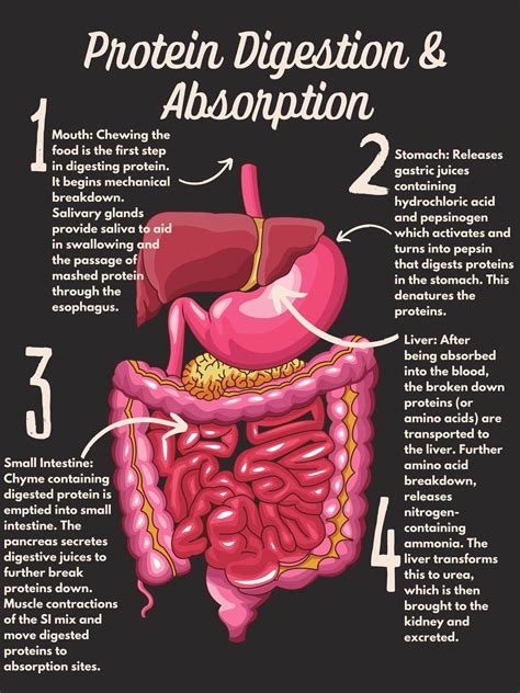 Image result for How Does Digested Food Get into Blood Absorption