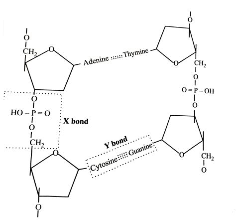 {:(X,Y),("Glycosidic bond", "Phosphodiester bond"):}