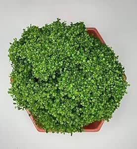 Mock Orange Kamini Heavy Leaf Jasmine Plant (1 Healthy Live Plant ...
