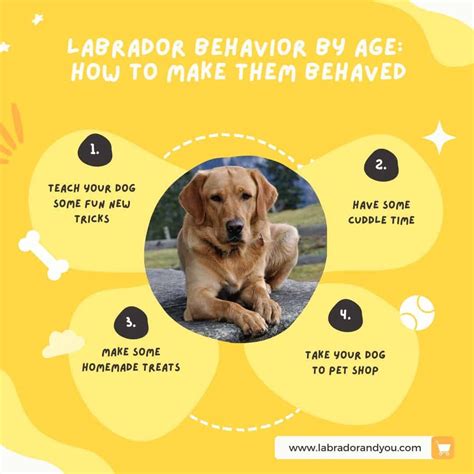 Labrador Behavior By Age: What To Expect & Key Phases