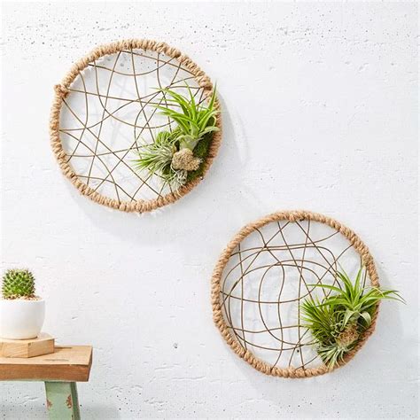 How to Grow Air Plants 的图像结果