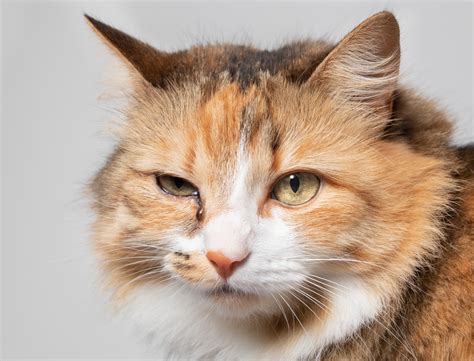 Cat Eye Boogers: Vet-Verified Facts & Care Advice - Catster