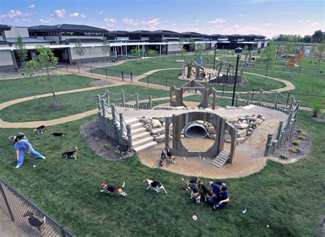 Dog Play Area Ideas | dogs looked happy and healthy, too, with multiple ...