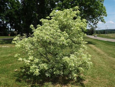 Acer negundo 'Variegatum' - variegated boxelder, variegated ashleaf ...