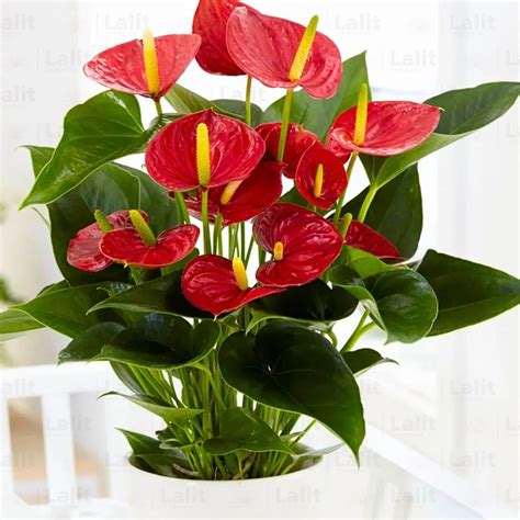 Buy Anthurium painteres palette Red / White / Brown Plants – Lalit ...