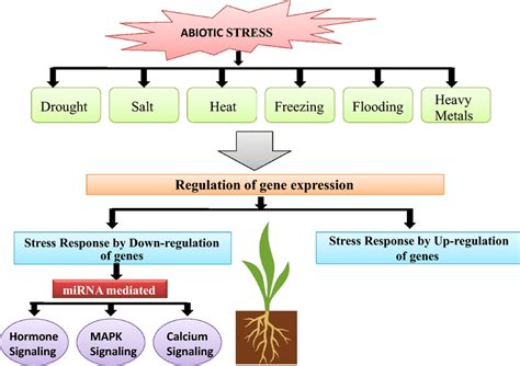 Stress Biology 的图像结果