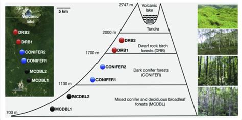 Mountain forest diagram class 6th - Brainly.in