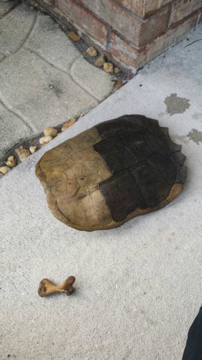 Image result for Alligator Snapping Turtle Shell Front View