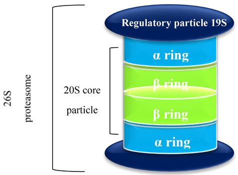 Computational Approaches for the Discovery of Human Proteasome ...