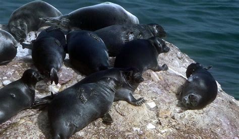 The Freshwater Seals of Lake Baikal, Russia | Artists for Conservation