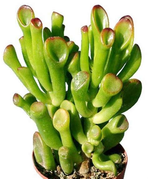 Crassula Ovata, Gollum Jade | Trumpet Jade | Money Plant Succulent ...