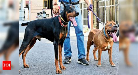 New guard dogs are killers unleashed | Chandigarh News - Times of India