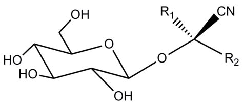 Cyanogenic Glycoside Analysis in American Elderberry