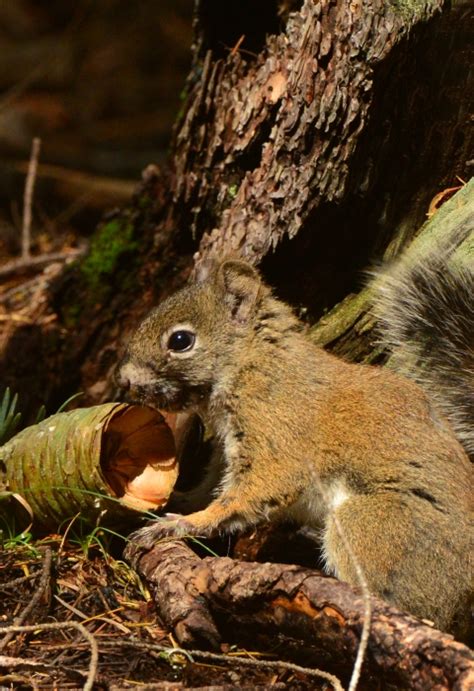Mount Graham Red Squirrel | U.S. Fish & Wildlife Service