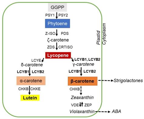Putative Daucus carota Capsanthin-Capsorubin Synthase (DcCCS) Possesses ...