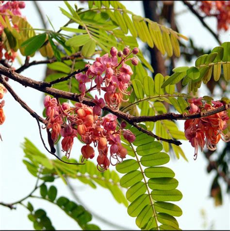 Casia grandis flowering tree plant – ASHIYANA STORE