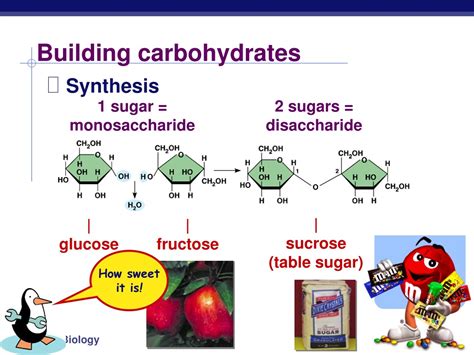 Building Blocks In Carbohydrates