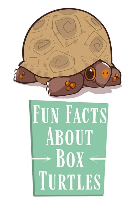 Image result for Different Types of Box Turtle