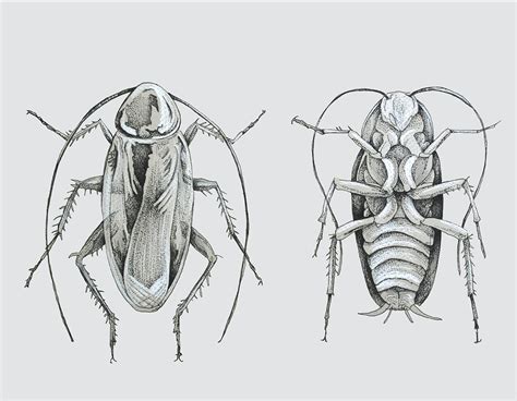 Image result for Insect Drawing