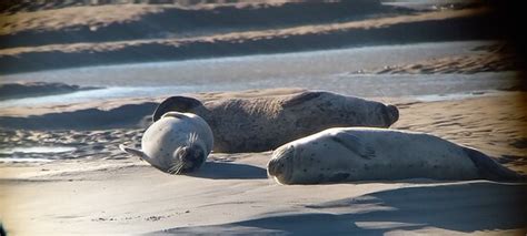 Decouvrons la Baie de Somme Day Tours (Le Crotoy) - 2022 What to Know ...