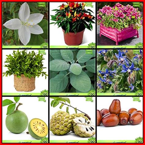 Creative Farmer Kitchen Garden Seeds Combo Flower Seeds & Tree Seeds ...