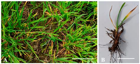 Etiology, Biological Characteristics, and Fungicide Sensitivity of ...
