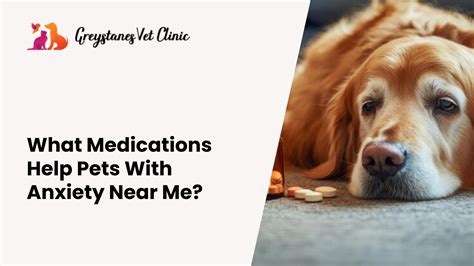 Greystanes Veterinary Clinic Servicing Western Sydney