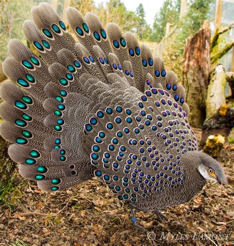 Grey peacock-pheasant - Wikipedia, the free encyclopedia | Pet birds ...