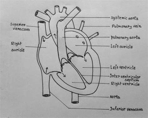 Draw and label any three internal organs. - Brainly.in