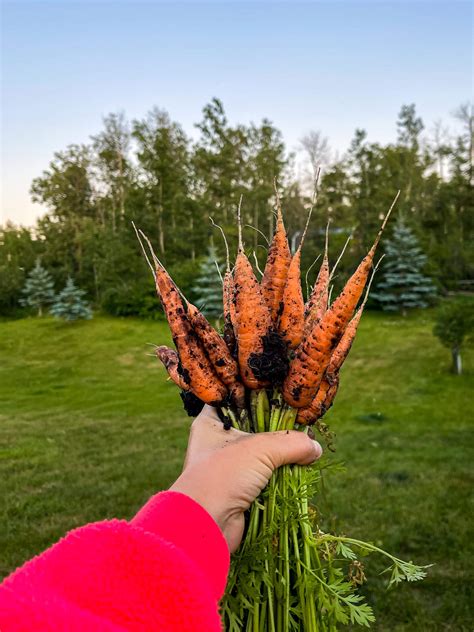 13 Best Carrot Companion Plants (And Some To Avoid!) | Boreal Bloom ...