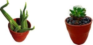 Cactus Land Cactus Opuntia Microdasys Plant Price in India - Buy Cactus ...