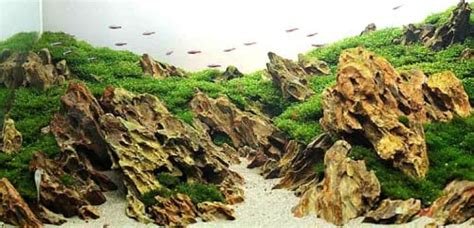 PetzLifeworld Dragon Rock for Planted Aquarium Aqua scaping Hardscape ...
