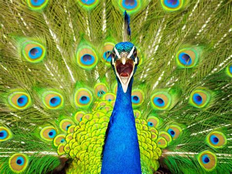 Image result for Python Program for Finding Perfect Number