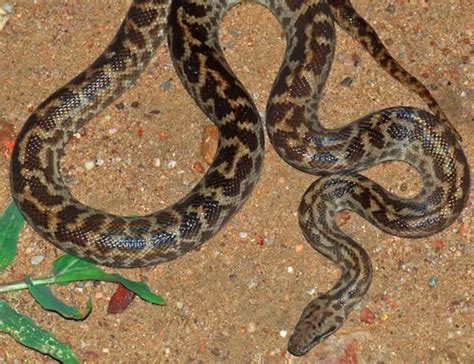 Types of Python's 的图像结果