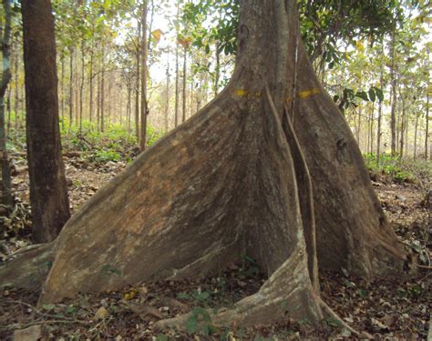 Quick Facts of Andaman and Nicobar Islands