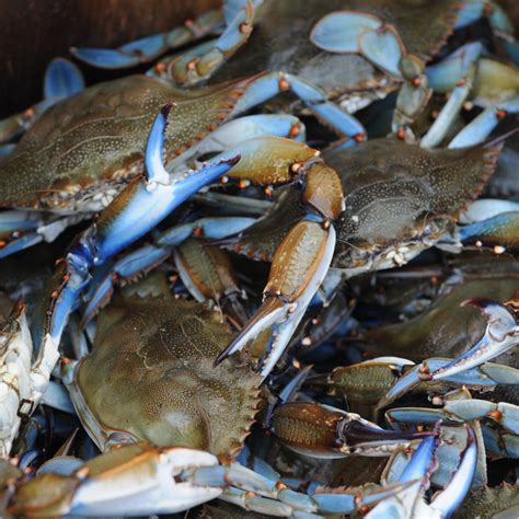 Coastal Crab Company - Melbourne, FL 32901