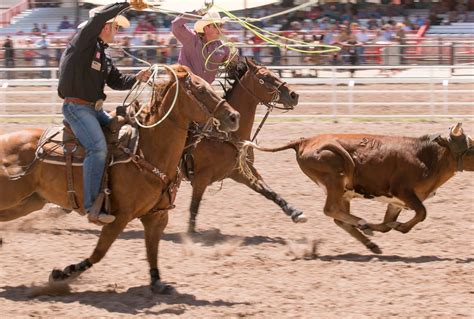 Image result for Team Roping Rodeo