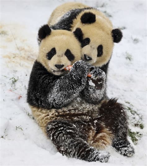 国宝大熊猫被“降级”了！原因竟然是…__财经头条