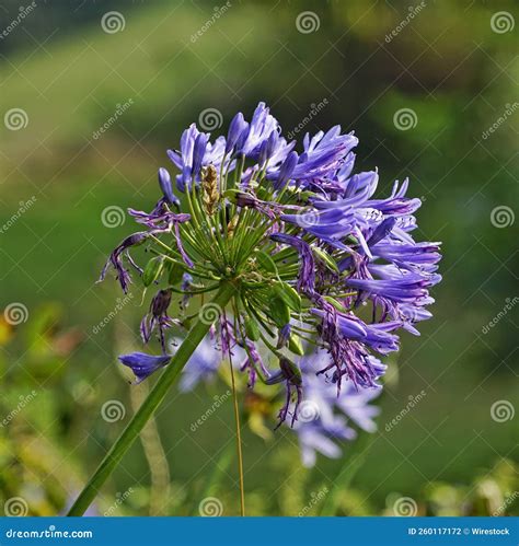 Close-up Shot of an African Lily Plant Stock Photo - Image of blooming ...