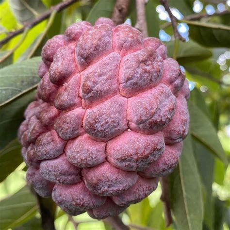 M-Tech Gardens Rare Sugar Apple/Sitafal (" Red " Annona squamosa ...