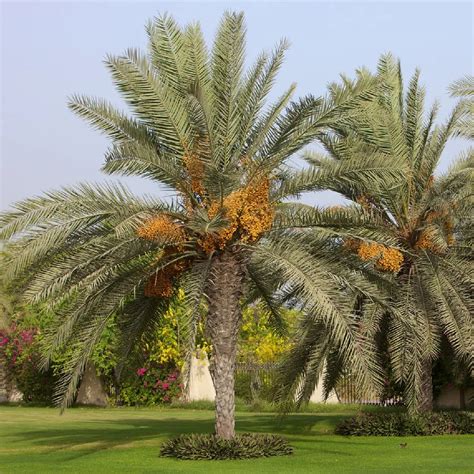 Date Palm (Phoenix dactylifera) – Sejahtera Seeds and Bulbs