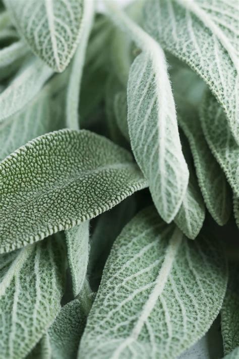 10 Great Sage Companion Plants + 7 To Avoid | Boreal Bloom Homestead