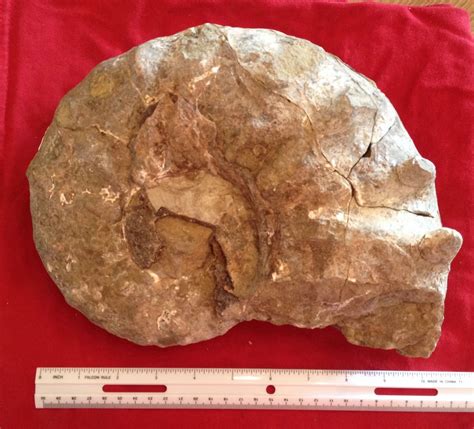 Image result for Fossil SQLite