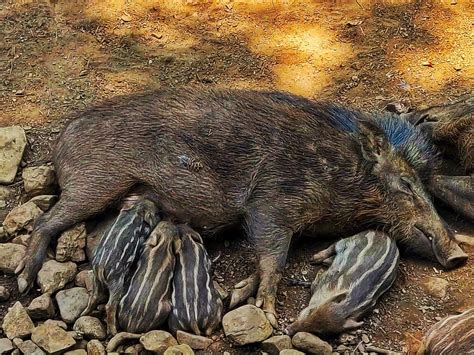 BONDLA WILDLIFE SANCTUARY (2026) All You Need to Know BEFORE You Go ...