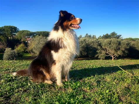 Australian Shepherd: The Energetic and Intelligent