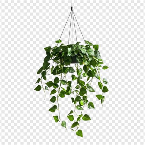 Planten Afbeeldingen - Gratis downloaden op Freepik