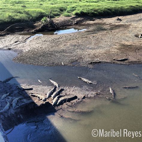 Tarcoles bridge is well known for its wild crocodiles that live under ...