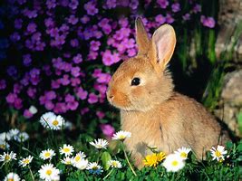 Image result for Bunny in Field of Flowers