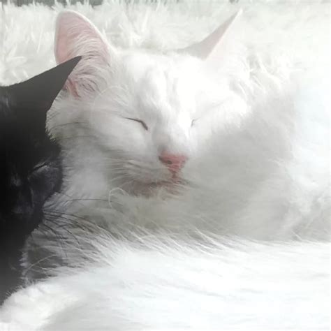𝓶𝓪𝓽𝓬𝓱𝓲𝓷𝓰 𝓲𝓬𝓸𝓷𝓼 ༉‧₊˚. | Cat icon, Cat couple pfp, White and black cat